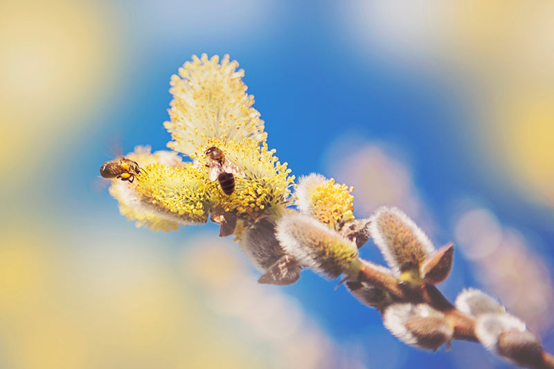 5 Tipps für die Allergie-Saison
