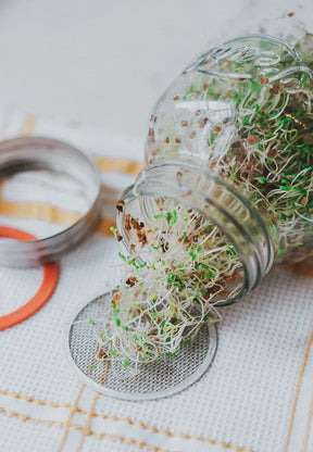 Sprouting glass set (1000 ml)