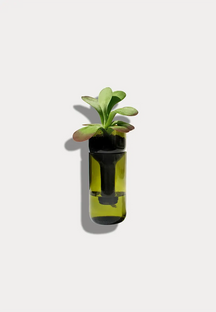 Pflanzengefäß, self-watering bottle, aus alten Weinflaschen, grünes Glas