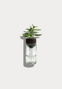 Pflanzengefäß, self-watering bottle, aus alten Weinflaschen, klares Glas